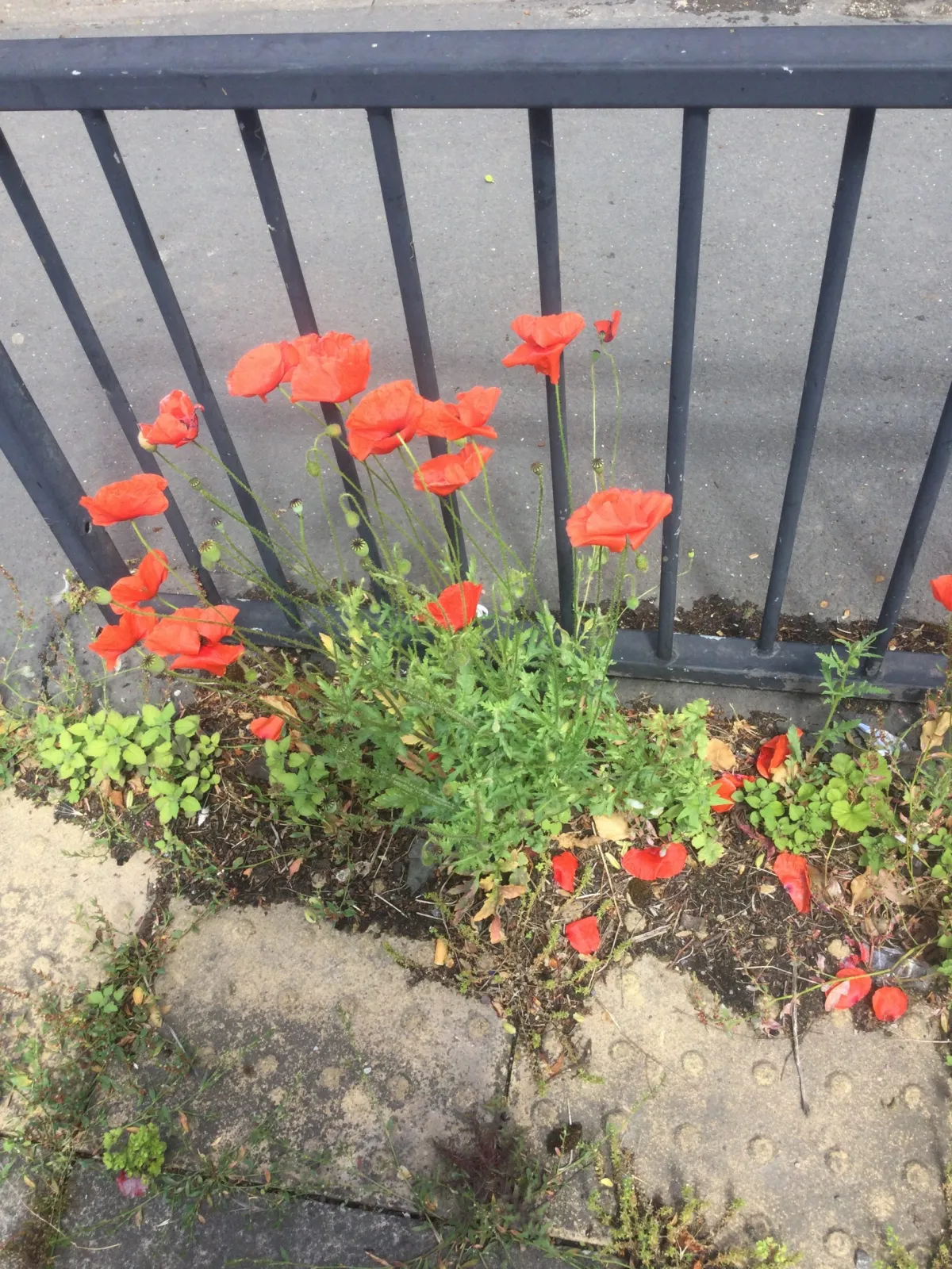 Finding Beauty in Difficult Places: A Reflection on Attention, Gratitude and Everyday Grace