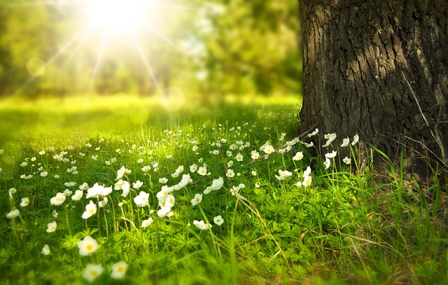 Wildflowers in dappled sunlight beneath a tree